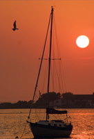 Sailboat and Setting Sun with Gull, Fair Harbor